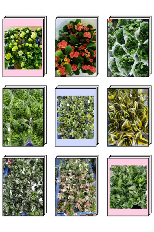 新品（pǐn）植物