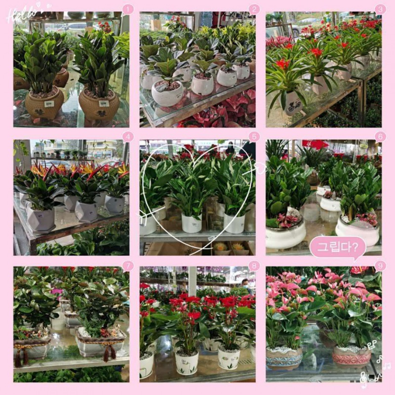 新品（pǐn）绿植